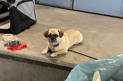 Bongo Der Boxer Von Castro Visual (1)